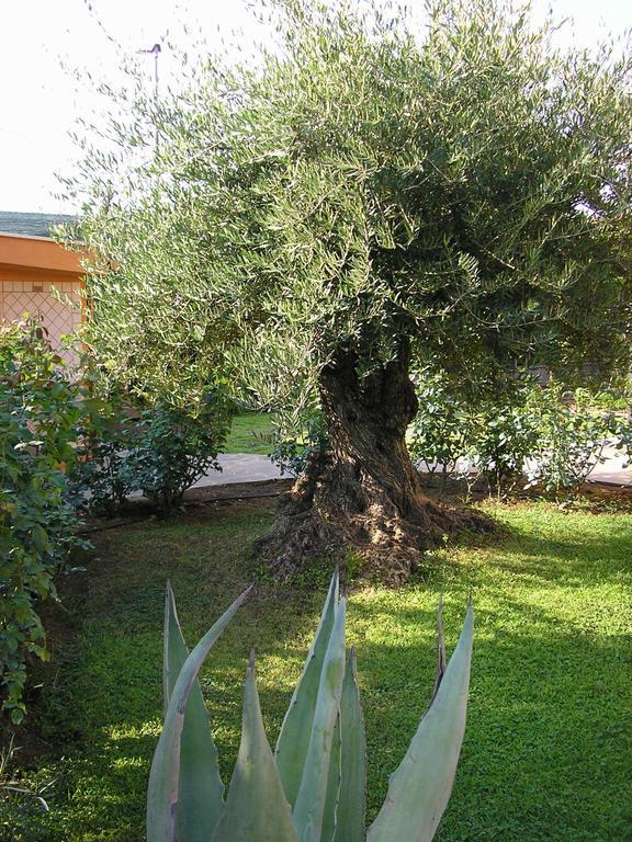 Al Vecchio Olivo Panzió Frascati Kültér fotó